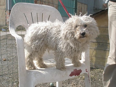 Bichon Žiar nad Hronom